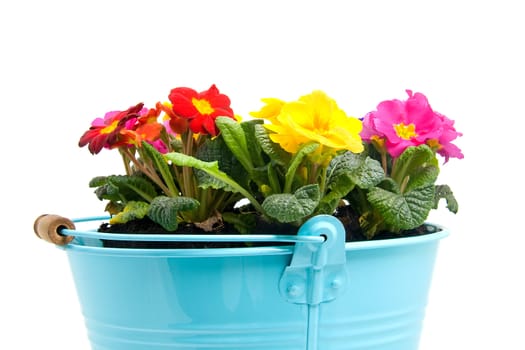 Colorful Primula flowers in blue bucket isolated on white background