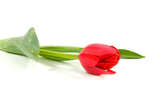 One red Dutch tulip over white background