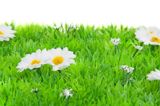 White little daisy flowers on grass over white background