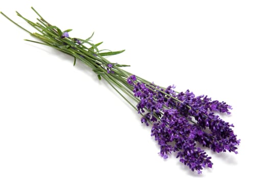 Little bouquet of plucked lavender over white background