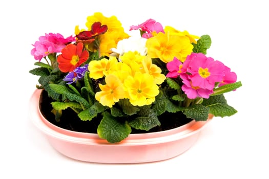Colorful Primula flowers in pink pot isolated on white background