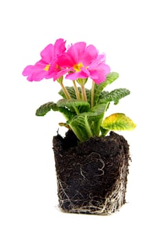 Pink primula flower in garden soil over white background