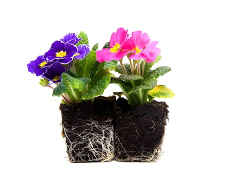 Pink and purple primula flower in garden soil over white background