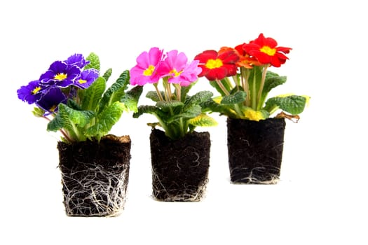 Colorful primula flower in garden soil over white background
