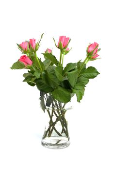 Bouquet of pink roses in glass vase over white background