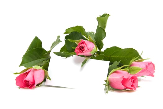 Pink roses and empty memo card with space for your own text, over white background