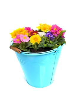 Colorful Primula flowers in blue bucket isolated on white background