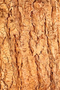 Closeup abstract background with detail of the rough textured cracked surface of natural tree bark