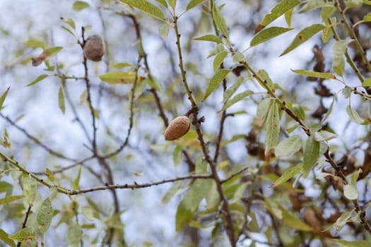 almond nut fruit tree outdoor in sumemr autumn meditteranean