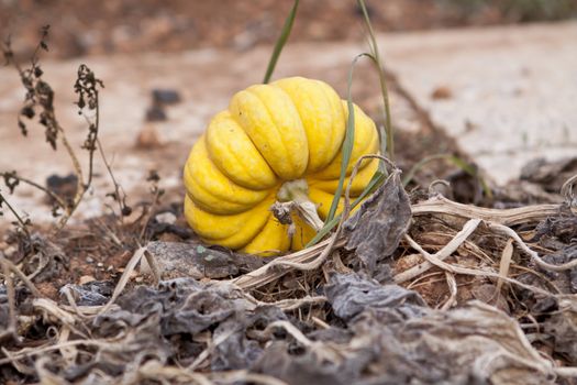 fresh orange yellow pumpkin in garden outdoor in summer autumn