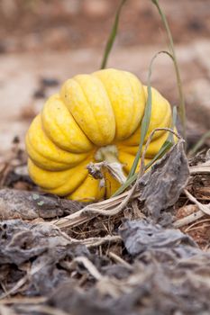 fresh orange yellow pumpkin in garden outdoor in summer autumn