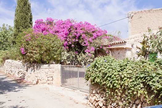 mediterranean brick entrance garden with pink flowers in summer