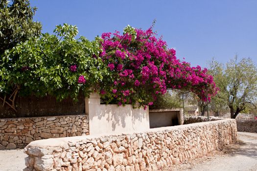 mediterranean brick entrance garden with pink flowers in summer