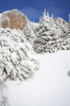 Winter scene on the mountain: fir trees covered with snow