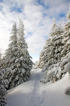 Winter pathway  through forest