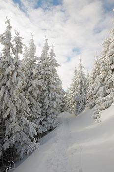 Winter land and trees on the mountain