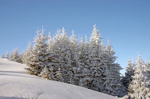 White fir trees in winter