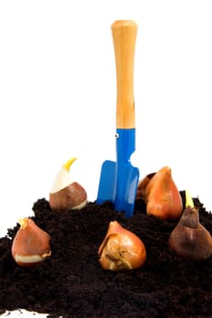 pile of black garden soil with flower bulbs and shovel over white background