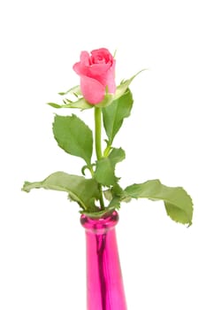 Pink rose and vase in closeup over white background
