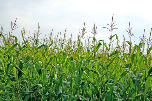 view of a corn field in closeup
