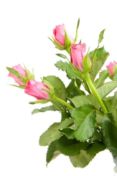 Bouquet of pink roses in closeup over white background