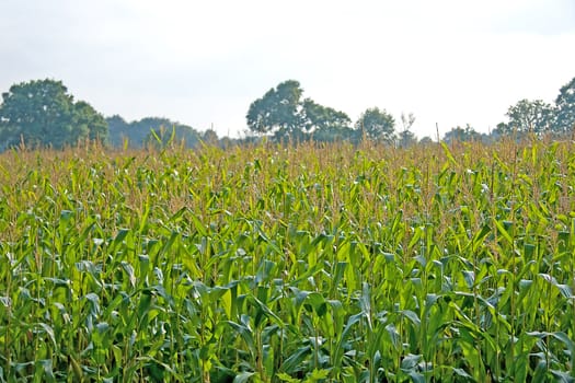 view of a corn field in closeup