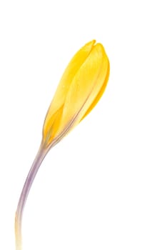 Yellow Dutch spring crocus flower over white background