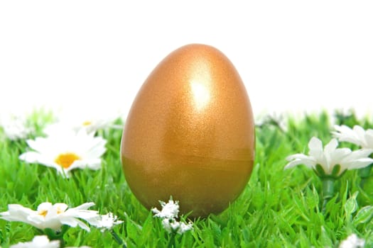 Golden chicken easter egg on grass and flowers over white background