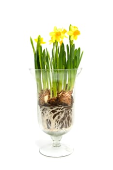 Yellow Daffodil flower in glass vase over white background