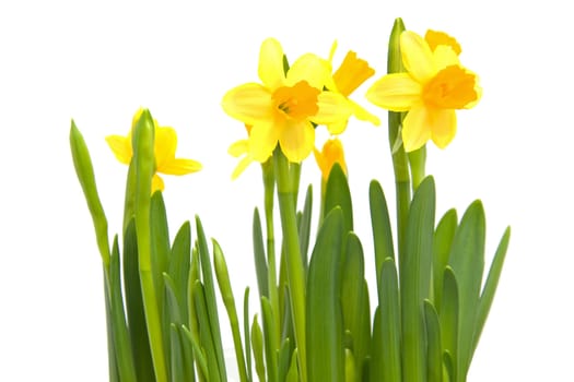 Yellow Daffodil flower in closeup over white background