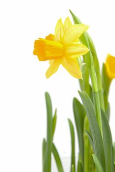 Yellow Daffodil flower in closeup over white background