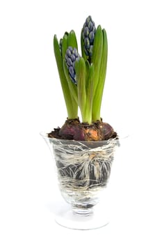 Purple Hyacinth flower in glass vase over white background