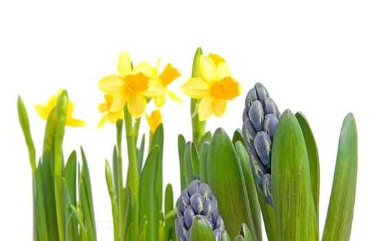 Hyacinth and daffodil spring flowers in closeup over white background