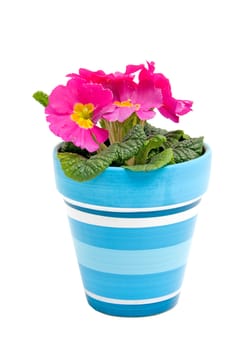 Pink Primula flower in blue pot isolated on white background