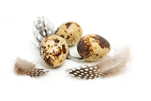 Some eggs from peewit bird ( Vanellus Vanellus) with feathers over white background