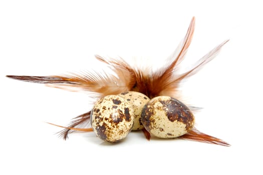 Some eggs from peewit bird ( Vanellus Vanellus) with feathers over white background