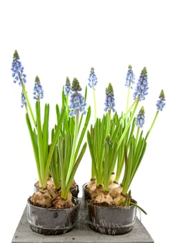 Muscari botryoides flowers also known as blue grape hyacinth  isolated on white background