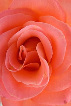 Beautiful rose in closeup