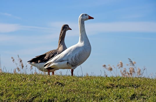two young goose against blue sky on sunny day