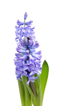 Purple Hyacinth flower over white background