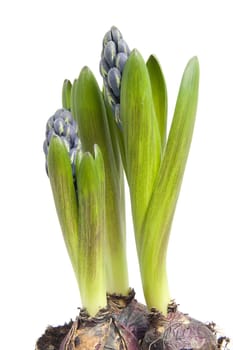 Purple Hyacinth flower in closeup over white background