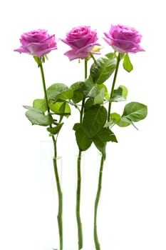 Three pink roses standing side by side, isolated on white background