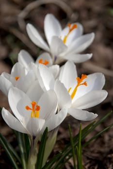 closeup of White spring crocus flower in forrest