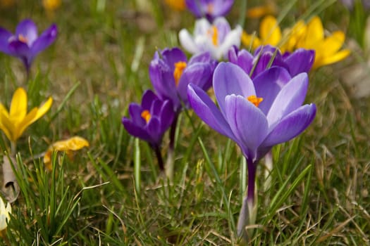 purple Dutch spring crocus flowers in closeup