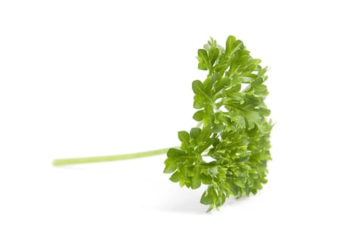 Leaf of fresh parsley isolated on white background