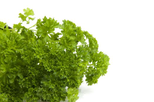 plant of parsley in closeup over white background
