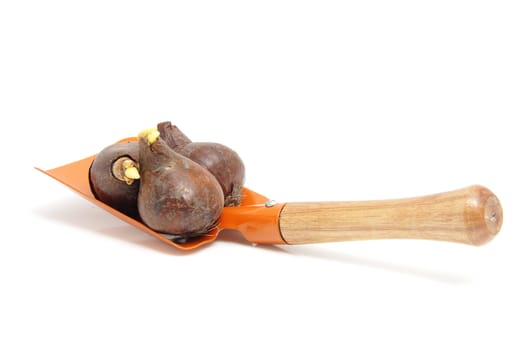 Dutch tulip bulbs and orange shovel isolated on white background