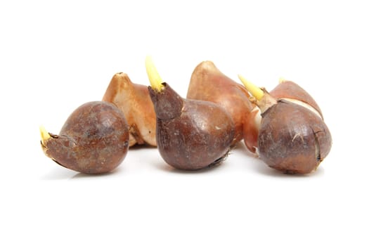 Dutch tulip bulbs isolated on white background