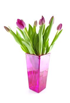 Dutch tulips in pink vase over white background
