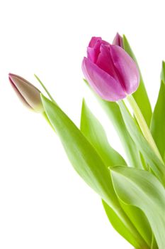 Pink tulips in closeup isolated on white background